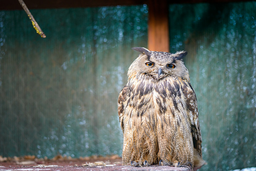 portrait of a beautiful owl dozing vigilant in a cage