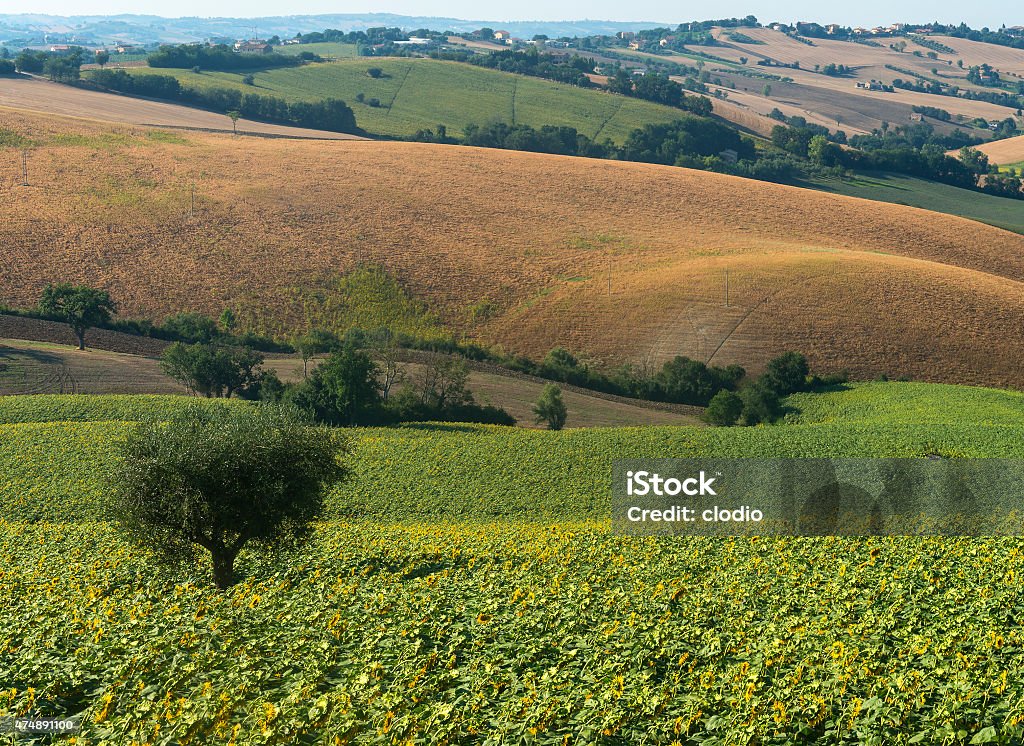 Marches (Italy): summer landscape Country landscape between Jesi and Ostra (Ancona, Marches, Italy) at summer 2015 Stock Photo