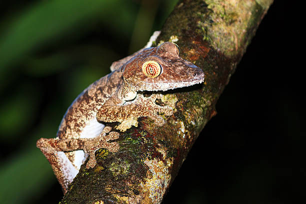 piękne gecko - madagascan zdjęcia i obrazy z banku zdjęć