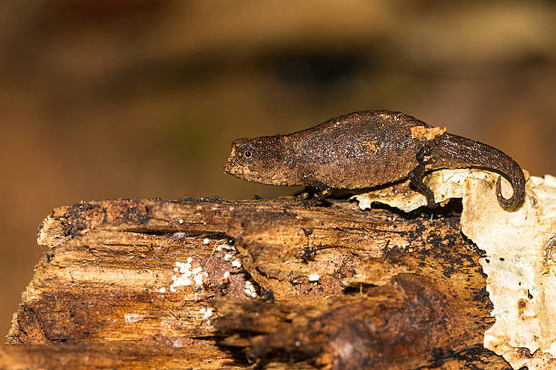 brookesia peyrierasi - chameleon madagascar wildlife bizarre zdjęcia i obrazy z banku zdjęć