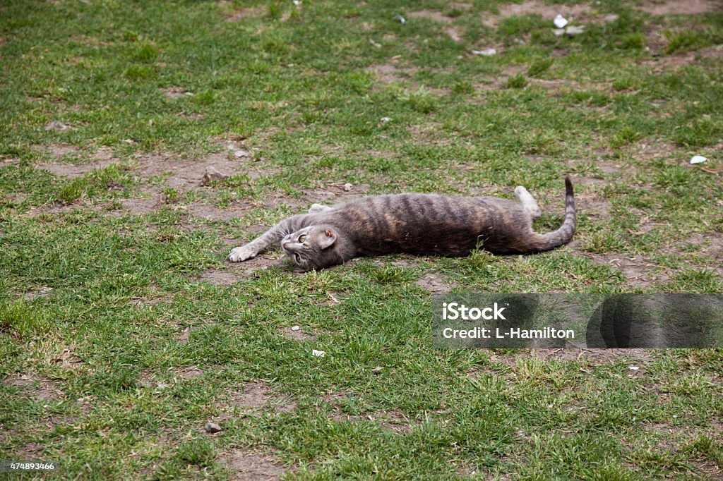 Morocco - Cat Moroccan Cat playing on the grass 2015 Stock Photo