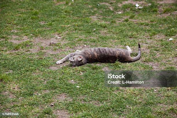 Morocco Cat Stock Photo - Download Image Now - 2015, Africa, Animal