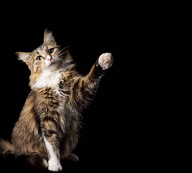 istock cute fluffy cat on a black background show smth 474893789
