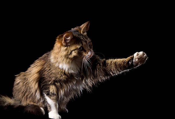istock cute fluffy cat on a black background catches smth 474893993