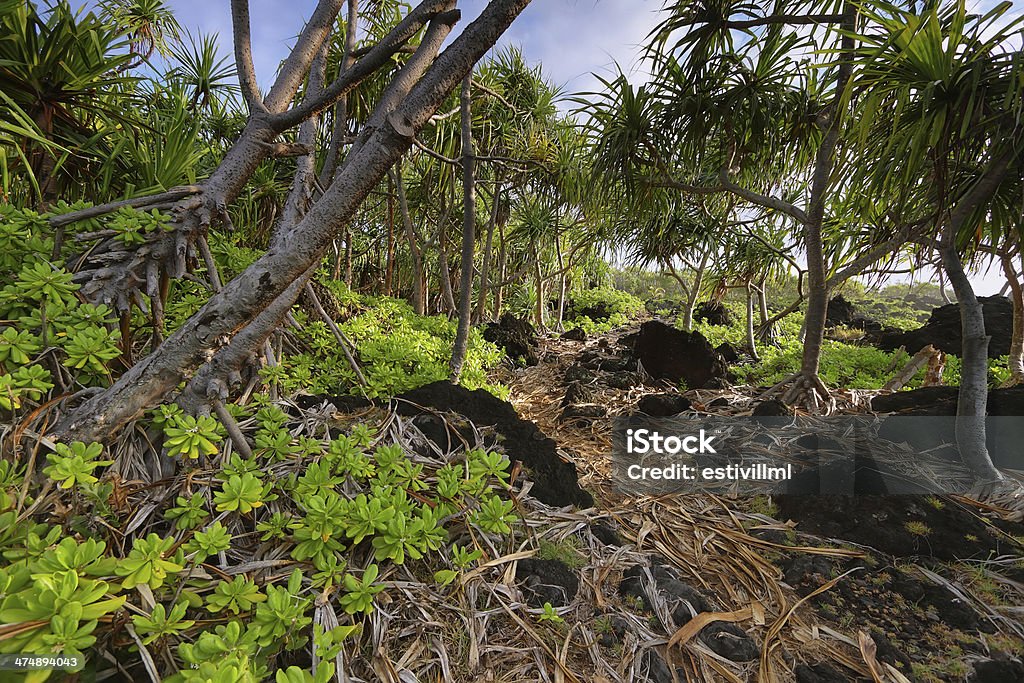 Trail in Waianapanapa State park Trail to black sand beach in Waianapanapa State park, Maui island, Hawaii, USA Adventure Stock Photo