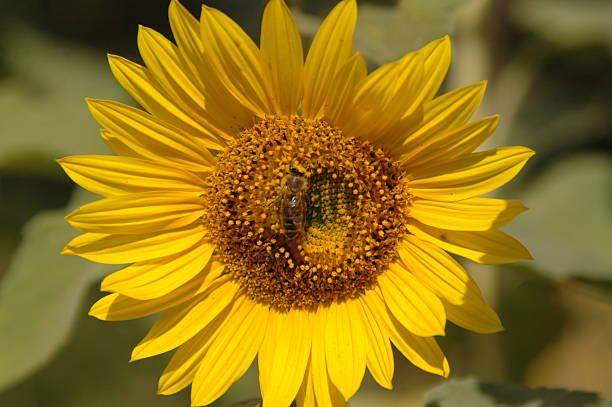 Avispa en una flor girasol - foto de stock