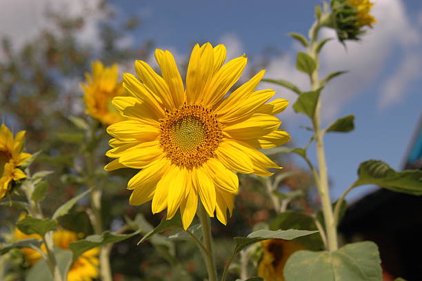 Amarillo sunflowers - foto de stock