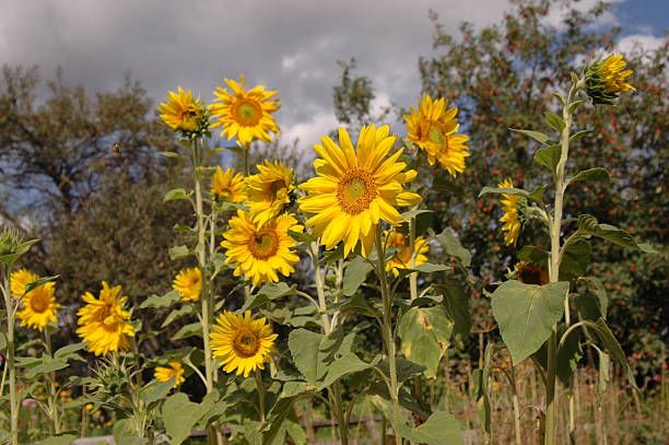 Amarillo sunflowers sobre cielo azul - foto de stock