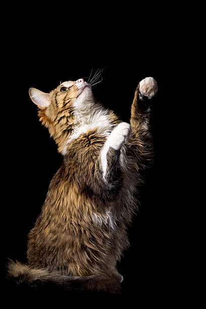 istock cute fluffy cat on a black background catches smth 474894649