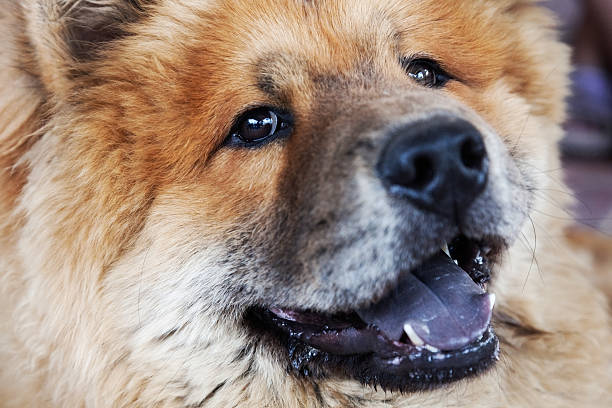 chow-chow - foto de acervo