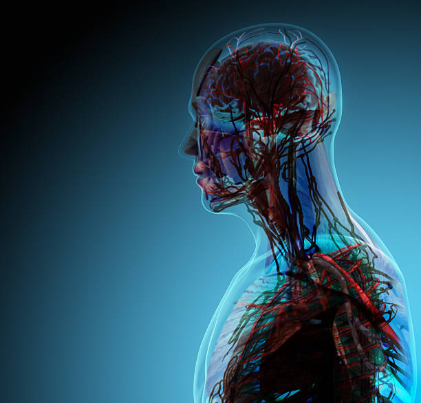 istock The human body (organs) by X-rays on blue background 474895720