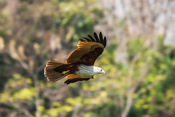 istock Brahminy kite flying over the water at high speed 474896679