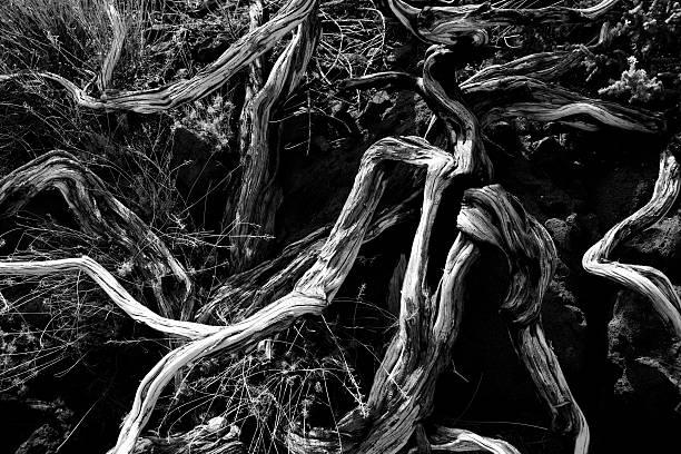 istock Dried branches in La palma Caldera de Taburiente 474898556