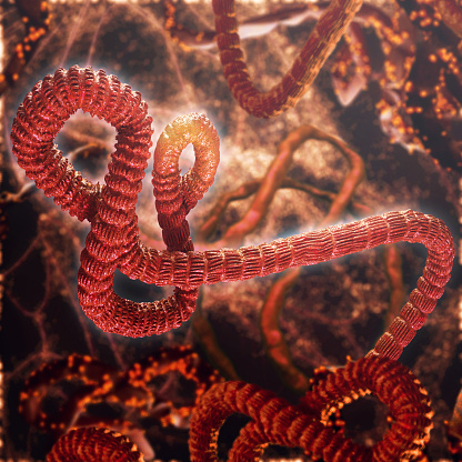 Ebola Pictures | Download Free Images on Unsplash