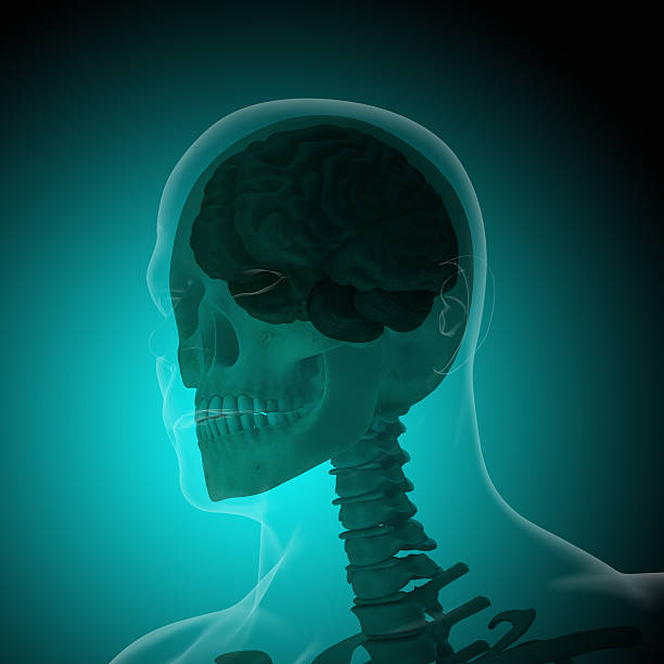 istock The human body (organs) by X-rays on blue background 474898694