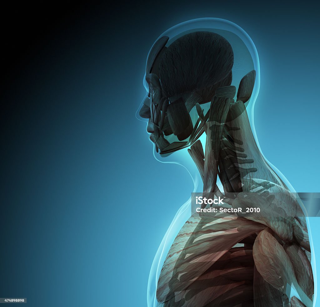 The human body (organs) by X-rays on blue background The human body (organs) by X-rays on blue background. High resolution. 2015 Stock Photo