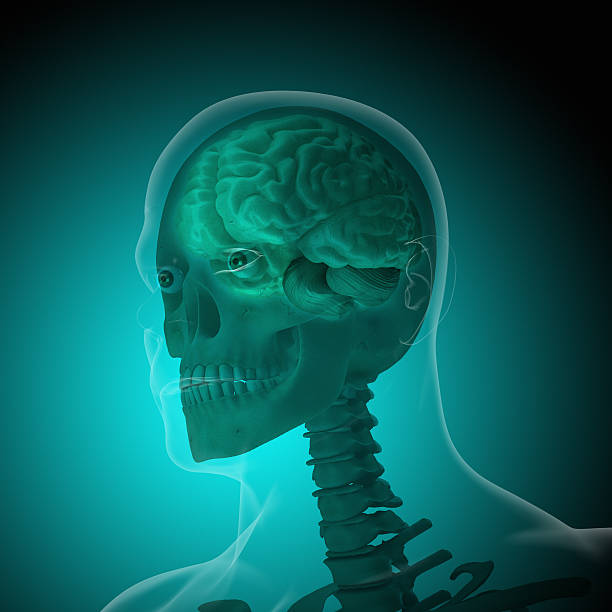 istock The human body (organs) by X-rays on blue background 474899050