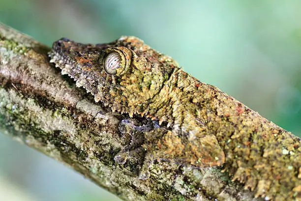 Photo of Gecko side portrait