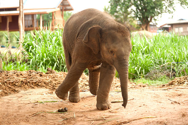 Elephant mother walking with the calf