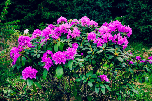 The popular Rhododendron hybrid bush known as 'ponticum'.