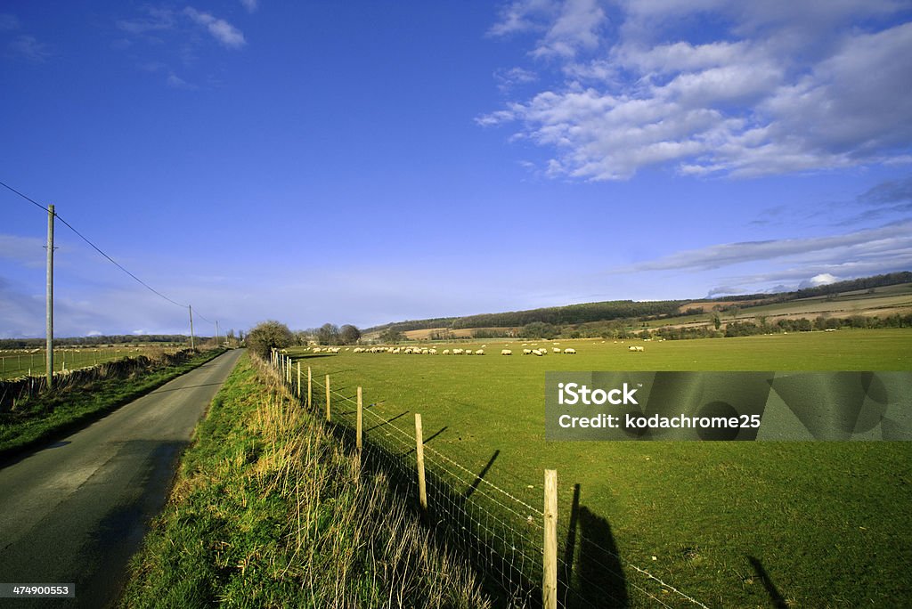 paysage - Photo de Accotement herbeux libre de droits