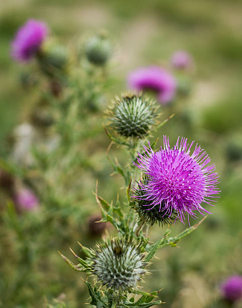 istock Scotch Thistle Flower Heads 474900591