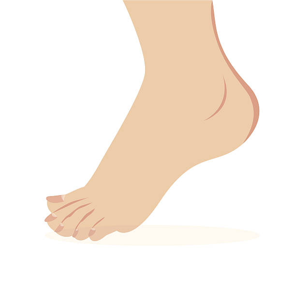 벡터 여성 발 입석 - reflexology beauty naked human foot stock illustrations