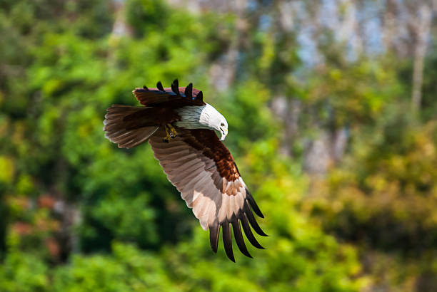 istock Brahminy kite flying over the water at high speed 474901721