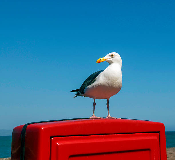 Seagull sitting on a red fire hose cover. stock photo