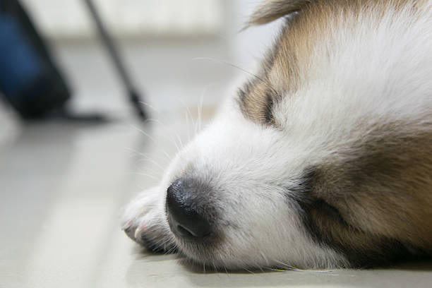 istock close up cute Thai Bangkaew sleeping puppy 474902390