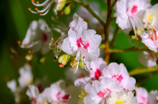 Chestnut  flowers, spring