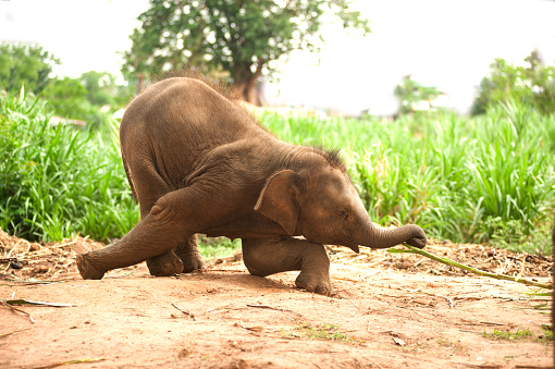 Asian elephant baby dance is joyfully near mother in Northeastern of Thailand.