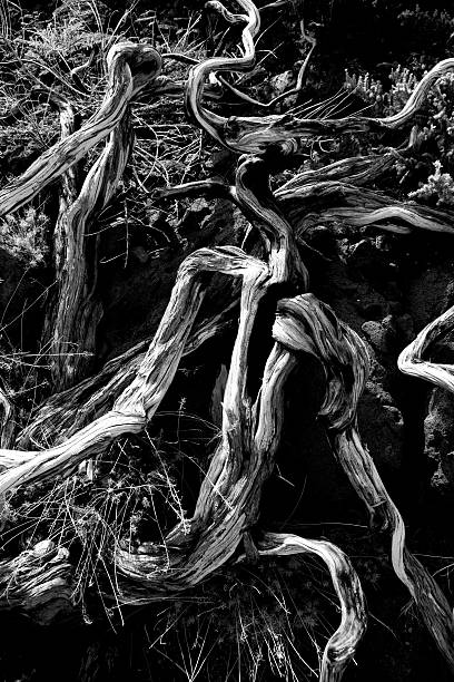 istock Dried branches in La palma Caldera de Taburiente 474902742