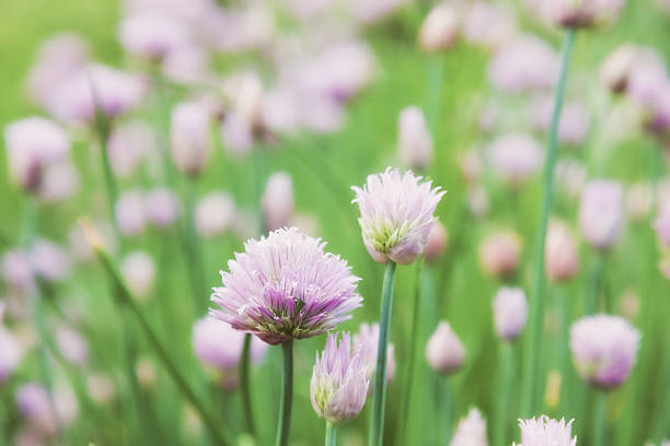 istock Allium schoenoprasum 474902832