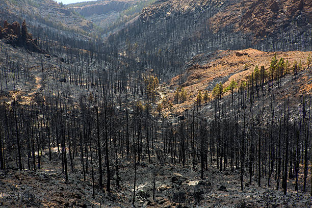 noire de cendres du canary pine feu de forêt de teide - el teide national park photos et images de collection