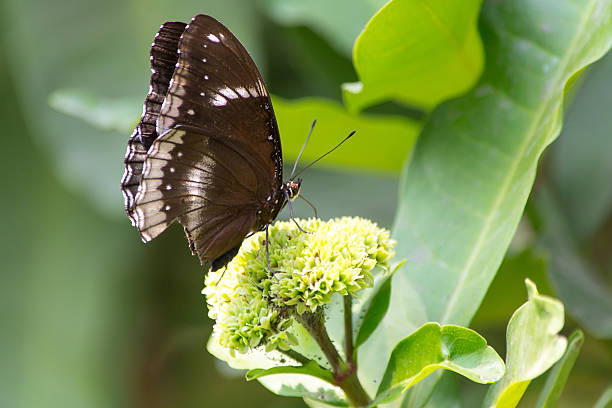 butterfly stock photo