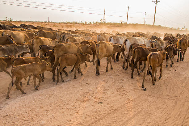pastore herdsman bovini muine assistenza stradale in vietnam - nebraska landscape midwest usa landscaped foto e immagini stock