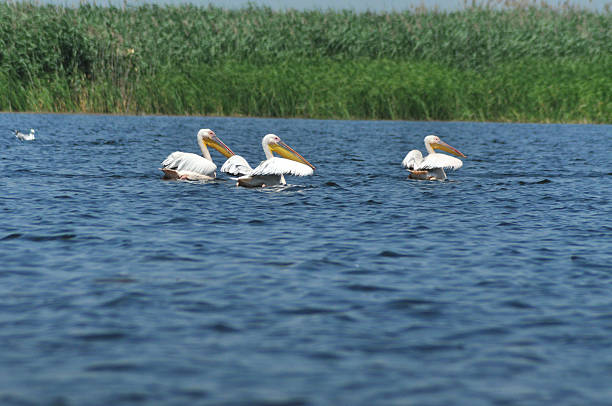 istock White pelican in Danube Delta, Romania 474906298