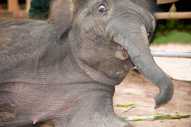 Baby elephants stay very close to their mothers for the first few months and suckle for about two years, sometimes longer.