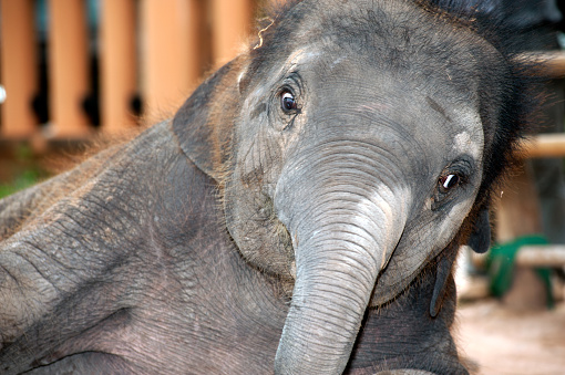 The Sumatran elephant is a subspecies of the Asian elephant that only lives on the island of Sumatra.