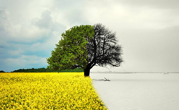 lone tree en todas las estaciones - tree season photography color image fotografías e imágenes de stock