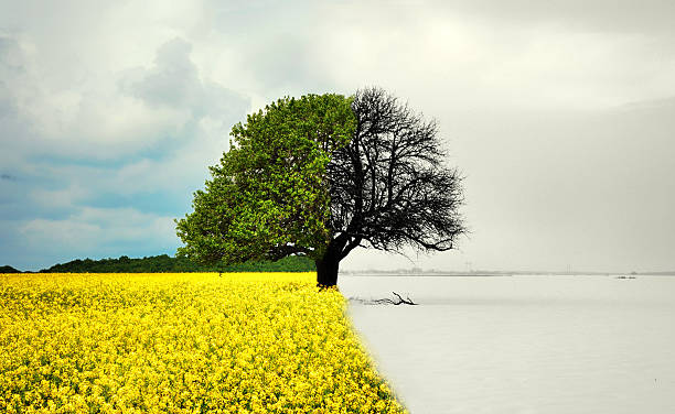 lone tree in tutte le stagioni - horizon over land summer spring season foto e immagini stock