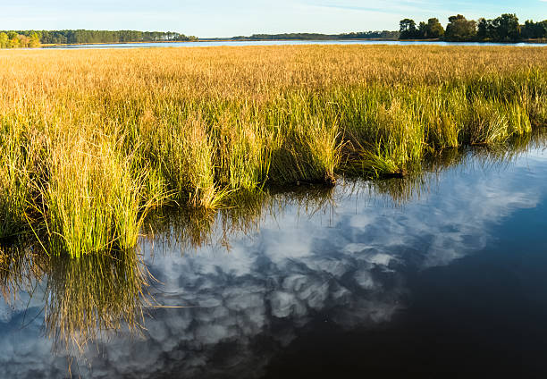 istock Blackwater National Wildlife Marsh Grass and Reflection 474907188