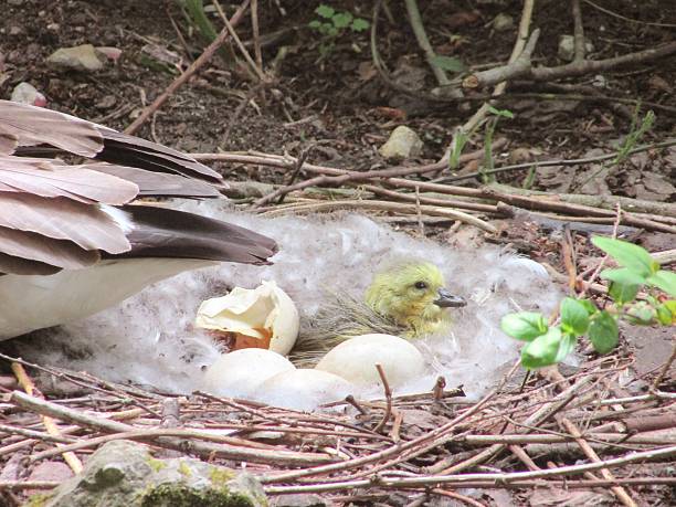 istock cute baby bird  duckling hatching in nest 474907406