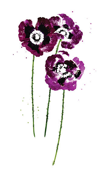 ilustrações, clipart, desenhos animados e ícones de coleção de aquarela flores papoula - poppy single flower red white background