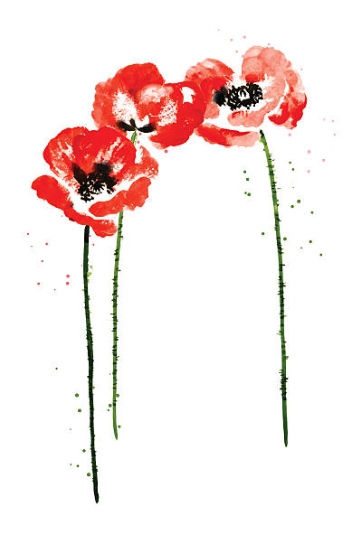 illustrazioni stock, clip art, cartoni animati e icone di tendenza di raccolta di fiori di papavero acquerello - stem poppy fragility flower