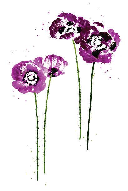 акварель цветы мака collection - stem poppy fragility flower stock illustrations