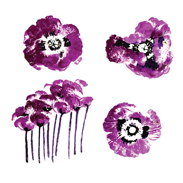 ilustrações, clipart, desenhos animados e ícones de coleção de aquarela flores papoula - poppy single flower red white background