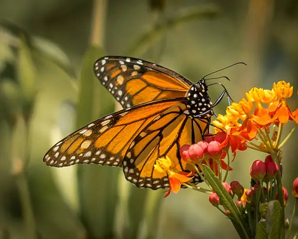 A monarch butterfly on a milkweed plant.