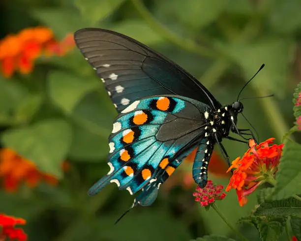 Butterfly (Pipevine Swallowtail) on a Milkweed plant - colorful side view.